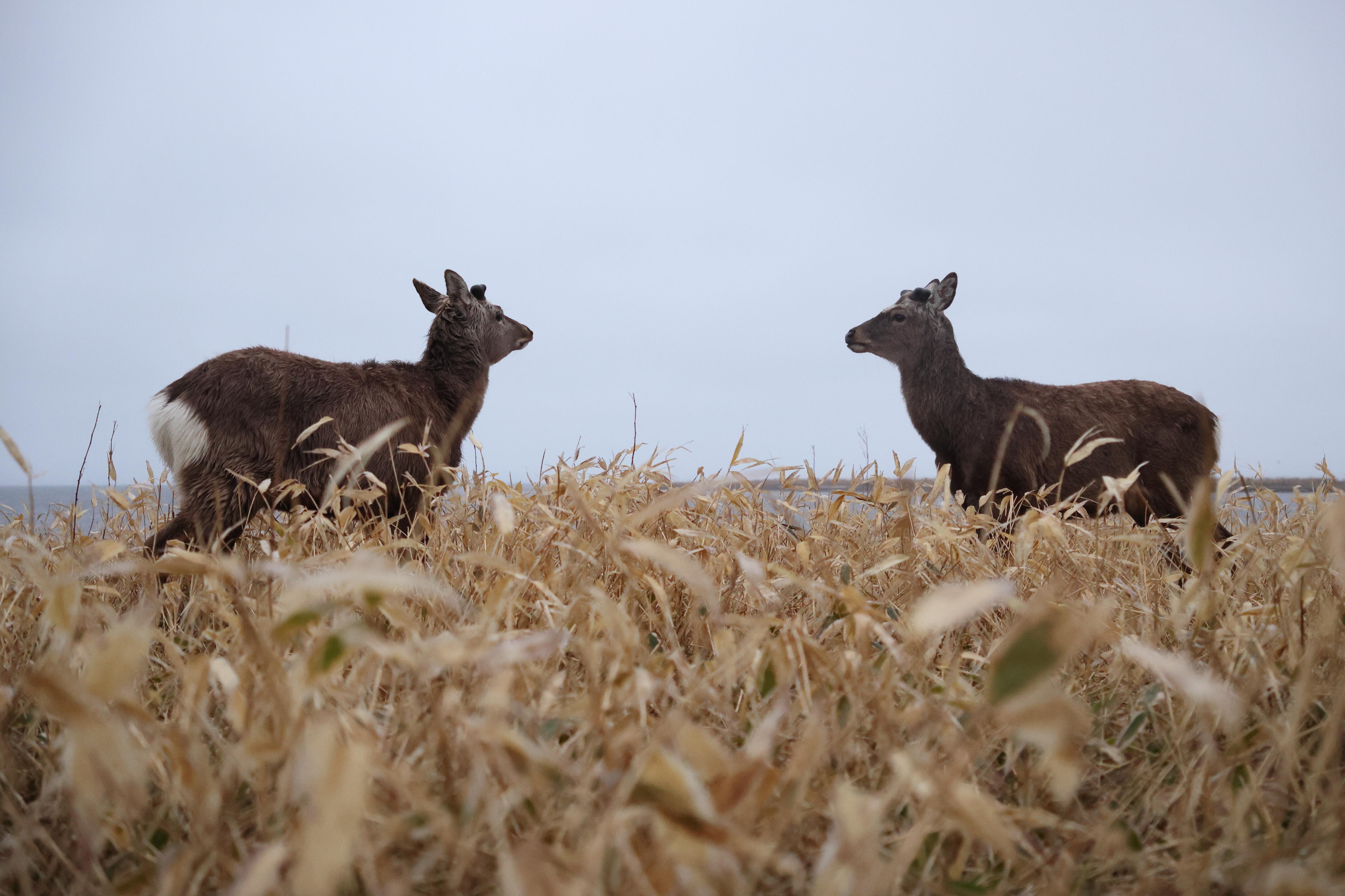 ※コグマ PEUGEOT 508 Griffe YM WORKS EDITON | YM WORKS NEWS